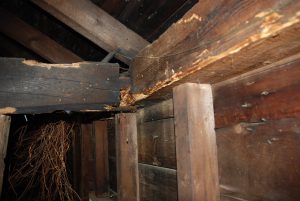 Existing wooden beam shows signs of rot